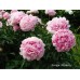 Пион Paeonia Ensign Moriarty Пион Paeonia Ensign Moriarty