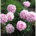 Пион Paeonia Скарбниця Пион Paeonia Скарбниця