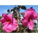 Гибискус Hibiscus Royal Gems