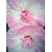 Гибискус Hibiscus Сердце Матери