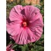 Гибискус Hibiscus Berrylicious