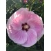 Гибискус Hibiscus Party Favor
