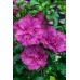 Гибискус сирийский Magenta Chiffon