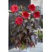 Гибискус Hibiscus Corousel Red Wine 
