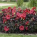Гибискус Hibiscus Holy Grail