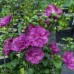 Гибискус сирийский Magenta Chiffon