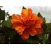 Гібіскус Hibiscus Laluna