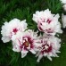Paeonia Itoh Rosy Prospects