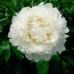 Пион Paeonia Dr.F.G. Brethour