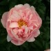 Пион Paeonia Salmon Dream Пион Paeonia Salmon Dream