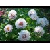 Paeonia Itoh Rosy Prospects