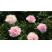 Пион Paeonia Orchid Annie Пион Paeonia Orchid Annie
