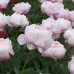 Пион Paeonia Mrs Franklin D. Roosevelt Пион Paeonia Mrs Franklin D. Roosevelt