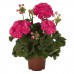 Пеларгония Pelargonia Rosalinda