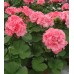 Пеларгония Pelargonium Calliope Soft Coral