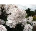 Флокс Phlox Popeye