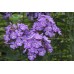 Флокс Phlox Светлячок