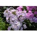Флокс Phlox Седая Нева