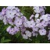 Флокс Phlox Пьеро