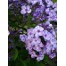 Флокс Phlox Татьянин День