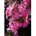 Флокс Phlox Поэма