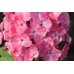 Флокс Phlox Находка