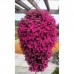 Супертуния Vista Fuchsia