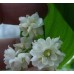 Ландыш Convallaria majalis Prolificans