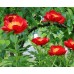 Пион Paeonia Червоні Вітрила Пион Paeonia Червоні Вітрила
