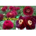 Пион Paeonia Old Faithful Пион Paeonia Old Faithful