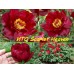 Paeonia Itoh Scarlet Heaven