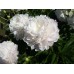 Пион Paeonia Moonstone Пион Paeonia Moonstone