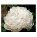 Пион Paeonia Colonel Owens Cousins