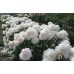 Пион Paeonia My Love Пион Paeonia My Love