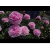 Пион Paeonia Pink Giant Пион Paeonia Pink Giant