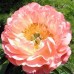 Пион Paeonia Coral Beach