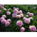 Пион Paeonia Pink Giant Пион Paeonia Pink Giant