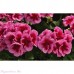 Пеларгония Calliope Rose Splash