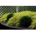 Хаконехлоя Hakonechloa Aureola