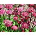 Астранция Astrantia Moulin Rouge