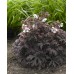 Герань Geranium Purple Ghost