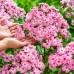 Флокс Phlox Hercules