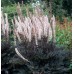 Клопогон Actaea Pink Spike