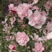 Гибискус сирийский Pink Chiffon