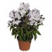Флокс Phlox Flame Marine
