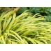 Хаконехлоя Hakonechloa Aureola