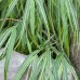 Хаконехлоя Hakonechloa Albo Striata