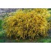 Керия Pleniflora