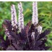 Клопогон Actaea Pink Spike