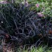 Офиопогон Ophiopogon Nigrescens